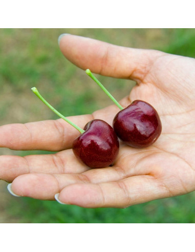 Cereza ''Lappins'' (Prunus avium) 1 Arbolito...