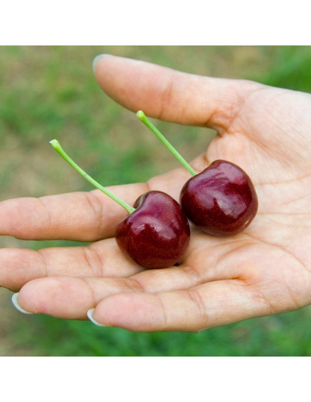 Lapins swett cherry (Prunus avium) Low chill Cherry - Buy here