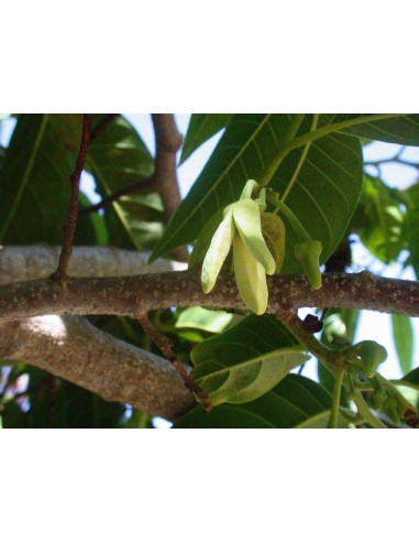 1 Custard apple live plant - Annona reticulata - Red annonaceae for sale rare annona tree