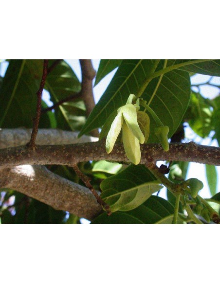 1 Arbolito de Anona rosa - Annona reticulata (anona roja - nativo de veracruz)