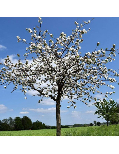 Lapins swett cherry (Prunus avium) Low chill...