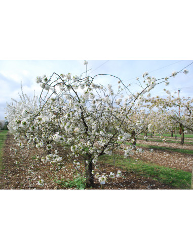 Sweet ''Morello'' sour cherry, tart cherry tree...