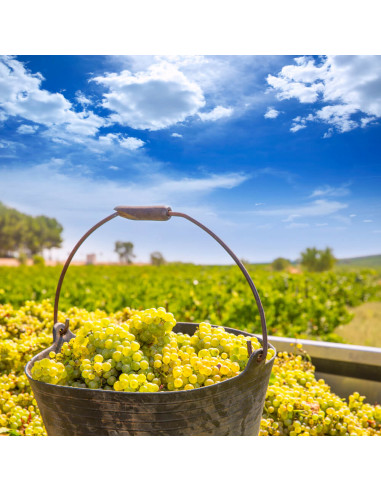 1 Arbolito de Uva Chardonnay (Vitis vinifera) Parra de uva para vino blanco, Vivero viticola