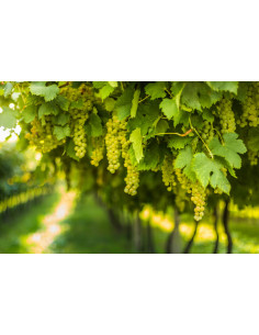 Chardonnay wine grape -... 2