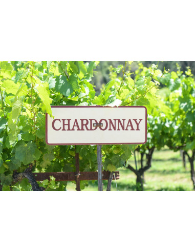 Chardonnay wine grape - Vitis vinifera - Rare...