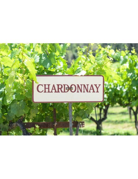 Chardonnay wine grape - Vitis vinifera - Rare fruits nursery located in Mexico, worldwide shippings