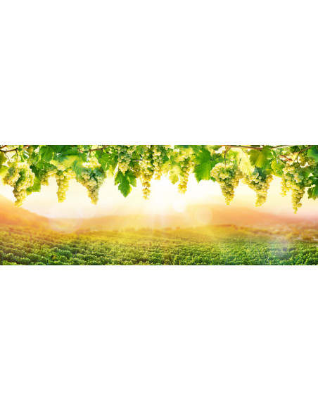 Chardonnay wine grape - Vitis vinifera - Rare fruits nursery located in Mexico, worldwide shippings