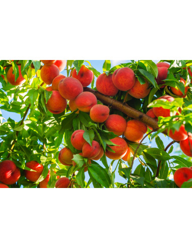 Spanish melocoton peach - GRAFTED TREE RARE...