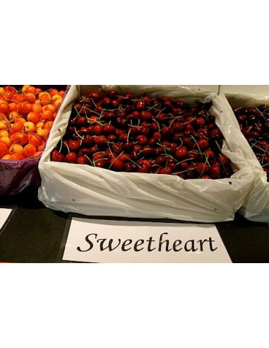 Cerezo Sweetheart™ Arbolito en venta (Prunus avium) O Corazon dulce Cerezos, ceresos de fruta donde comprar