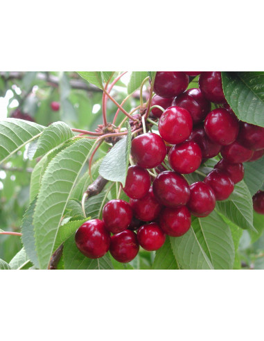 Sweetheart™ Cherry tree (Air layered) Prunus...