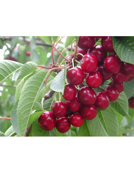 Sweetheart™ Cherry tree (Air layered) Prunus avium wonderfull tree ready to ship