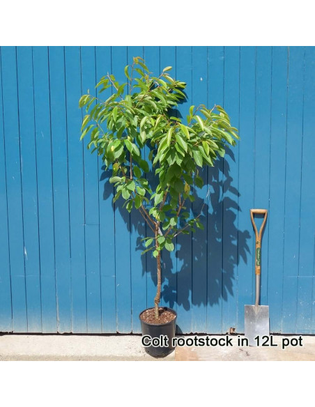Sweetheart™ Cherry tree (Air layered) Prunus avium wonderfull tree ready to ship