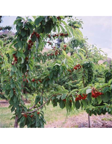 Sweetheart™ Cherry tree (Air layered) Prunus avium wonderfull tree ready to ship