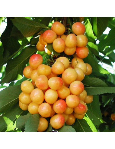 Rainieri Cherry tree (prunus avium) Buy here the best trees from Mexico