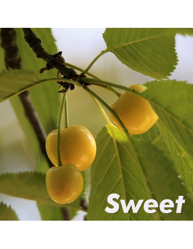 Cereza ''Rainieri'' (Prunus avium) Cereza...