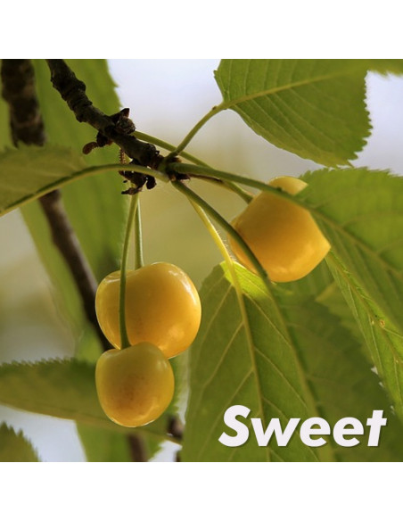 Cereza ''Rainieri'' (Prunus avium) Cereza amarilla, Aqui puedes comprar tu arbol de cereza
