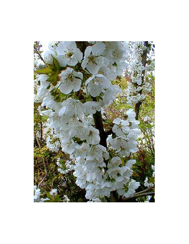 Cereza ''Rainieri'' (Prunus avium) Cereza...
