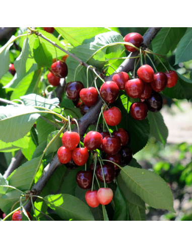 BING Sweet cherry Live tree (Potted) Prunus...