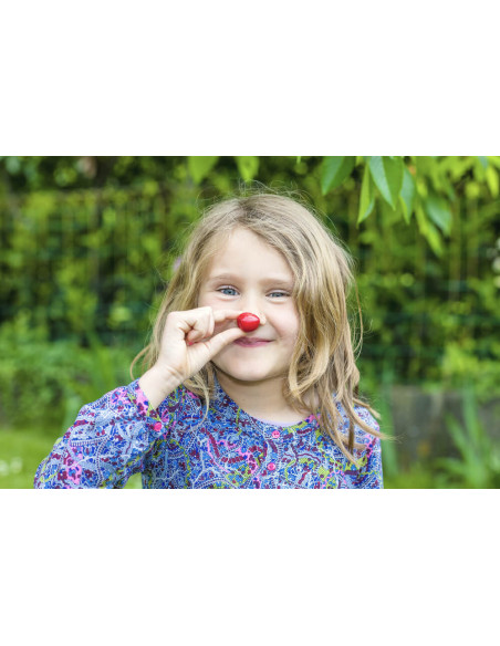 BING Sweet cherry Live tree (Potted) Prunus avium for sale - Mexican nurseries at el Paso texas