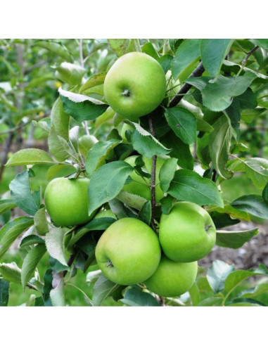 Granny smith (Malus x sylvestris) Grafted trees - for sale THE GREEN SHOP MEXICO PLANT NURSERIES.