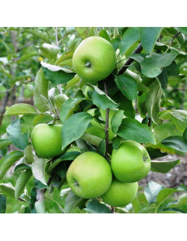 Manzana ''Granny smith'' (Malus domestica) Arbolito injertado de un metro - Compralo aqui online