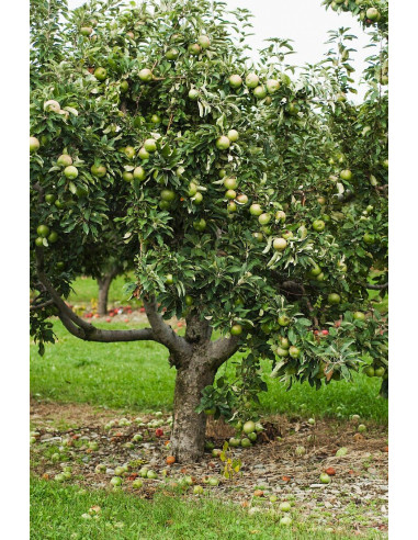 Granny smith (Malus x sylvestris) Grafted trees...
