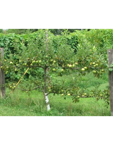 Manzana ''Granny smith'' (Malus domestica)...