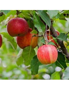 Royal Gala Apple tree (2...
