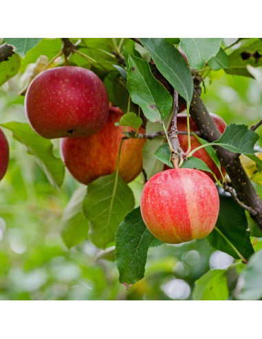 Manzana ''Royal Gala'' Arbolito de un Metro (Malus domestica) Venta por internet de plantas y flores exoticas. THE GREEN SHOP