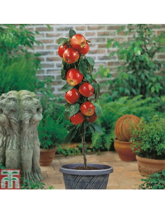 Manzana ''Royal Gala''... 2