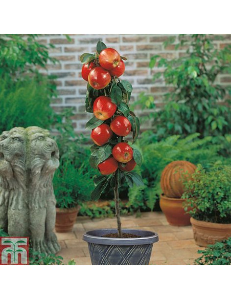 Royal Gala Apple tree (2 YEAR GRAFT) Malus domestica, worldwide shipping of rare trees.