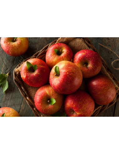 1 Arbolito de Manzana ''FUJI''  o Fuyi -...