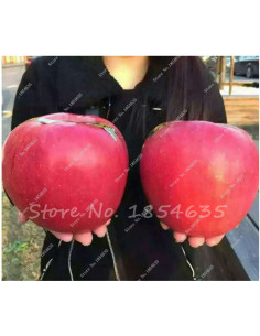 1 Arbolito de Manzana ''FUJI''  o Fuyi - Manzana japonesa muy rara, gran tamaño arboles frutales venta en mexico 2