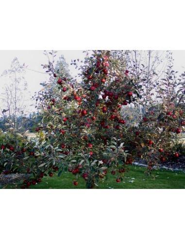 1 Arbolito de Manzana ''FUJI''  o Fuyi -...