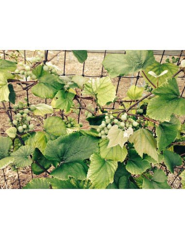 Red globe grape - vitis vinifera - grafted...