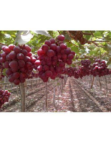 Red globe grape - vitis vinifera - grafted...