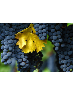 Uva Cabernet sauvignon Mexico (Vitis vinifera) 1 Arbolito en Venta Google- vivero Parra, parrera, parras 2