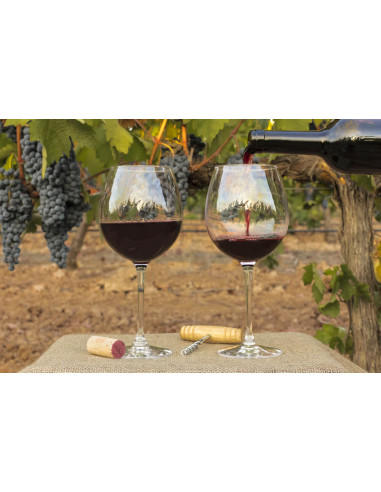Cabernet sauvignon Best wine grape - vitis...