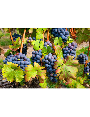 Uva Cabernet sauvignon Mexico (Vitis vinifera)...