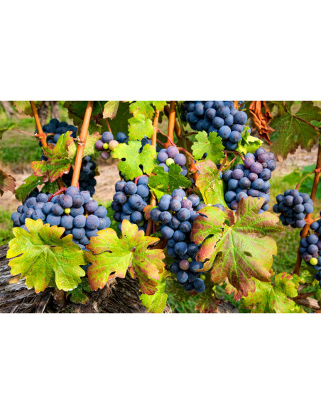 Cabernet sauvignon Best wine grape - vitis vinifera - unique plants for sale - High quality