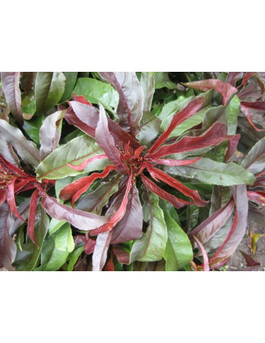 Dwarf Sunset™ Nectarine Purple leaved very...