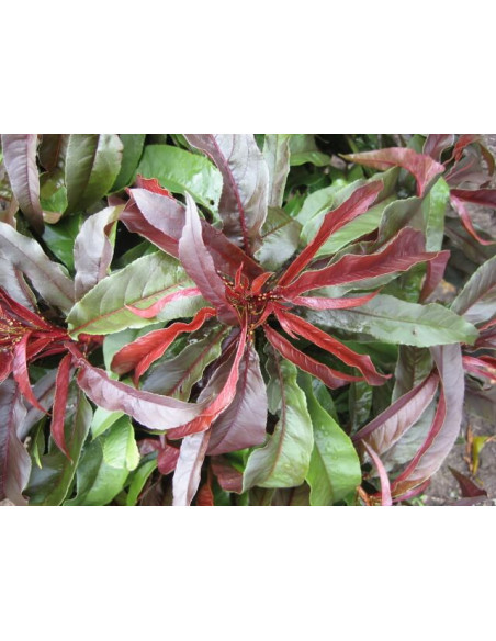 Dwarf Sunset™ Nectarine Purple leaved very strange (prunus persia) grafted trees for sale at the green shop co.