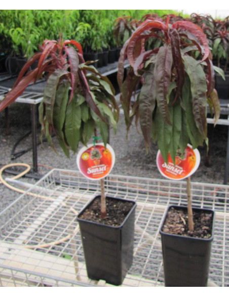 Dwarf Sunset™ Nectarine Purple leaved very strange (prunus persia) grafted trees for sale at the green shop co.