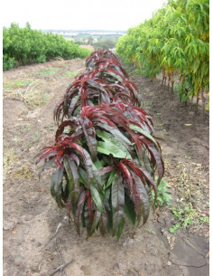 Nectarina sunset™ ROJA 1 Arbolito injertado para sembrar - Nectarinos, melocotonero Comprar en linea aqui mismo (Prunus persica) 2