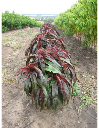 Dwarf Sunset™ Nectarine Purple leaved very...