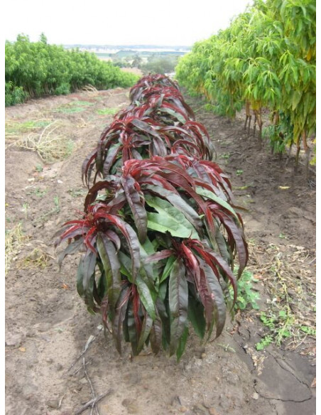 Dwarf Sunset™ Nectarine Purple leaved very strange (prunus persia) grafted trees for sale at the green shop co.