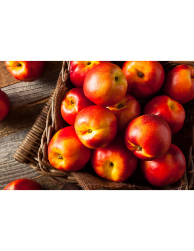 Dwarf Sunset™ Nectarine Purple leaved very...