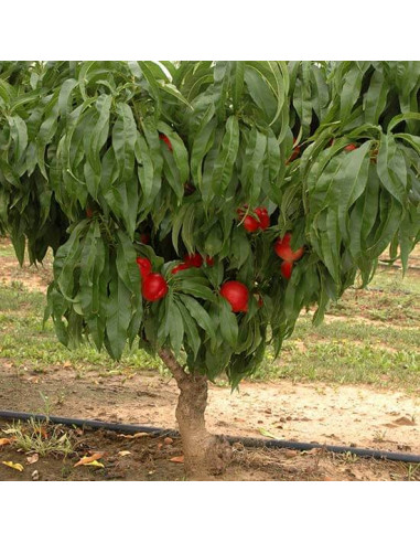 Nectarine sweet Green TM (Prunus persica) RARE...