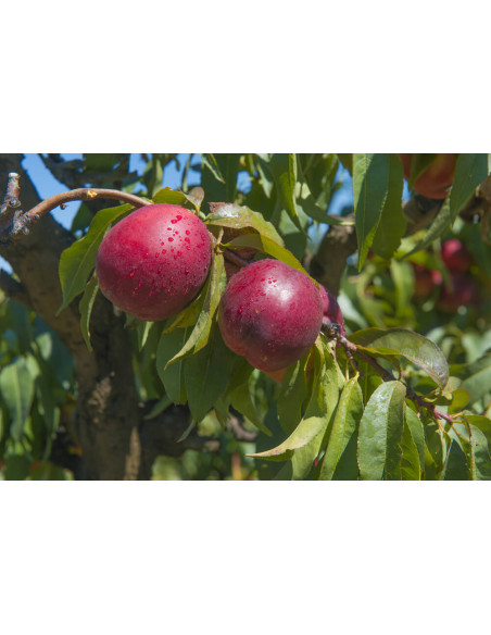 Nectarine sweet Green TM (Prunus persica) RARE PEACH TREES OVER THE WORLD