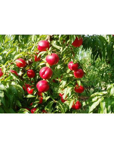 Nectarina roja o Durazno pelon (Prunus...